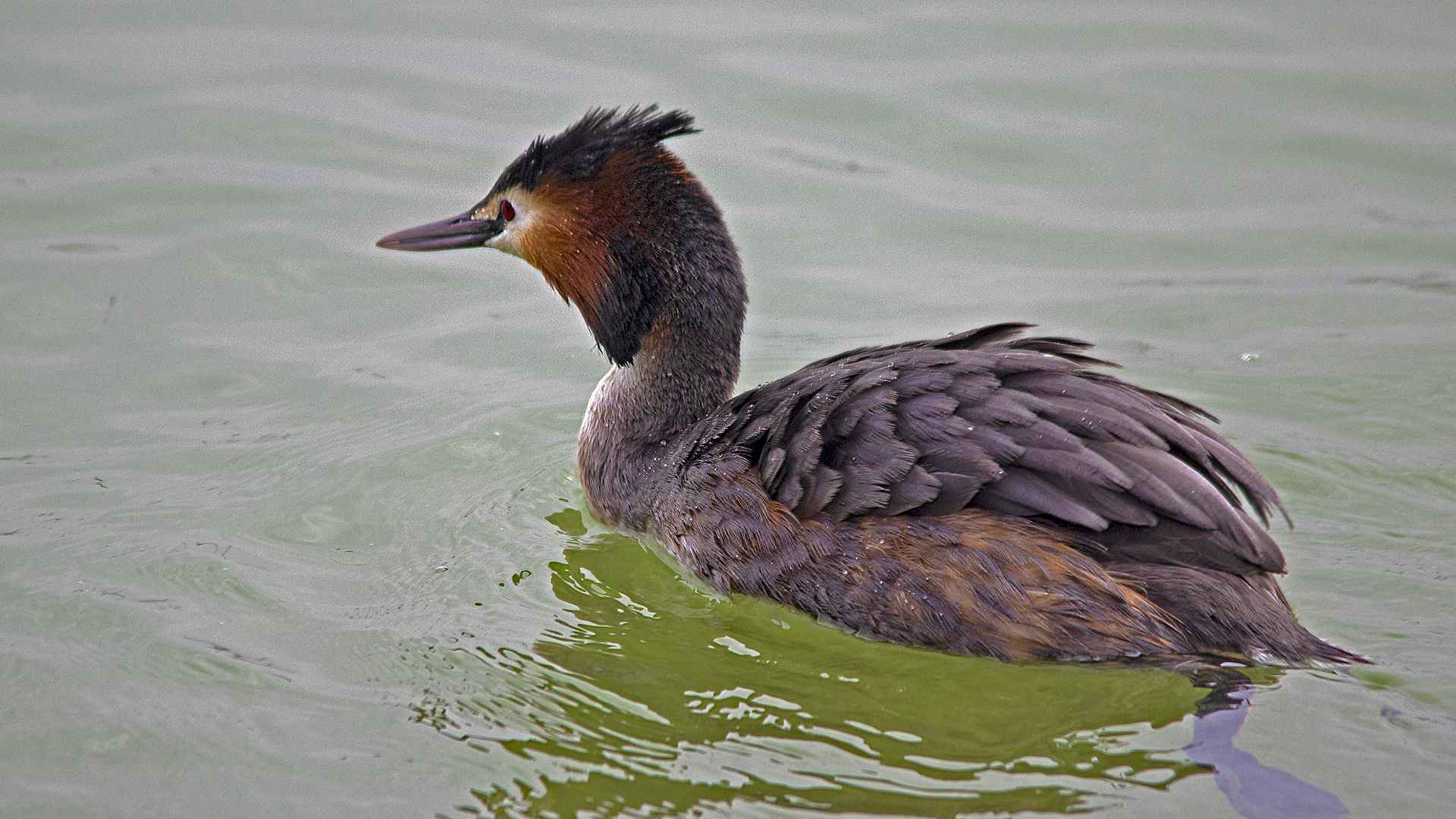 Great Crested Grebe